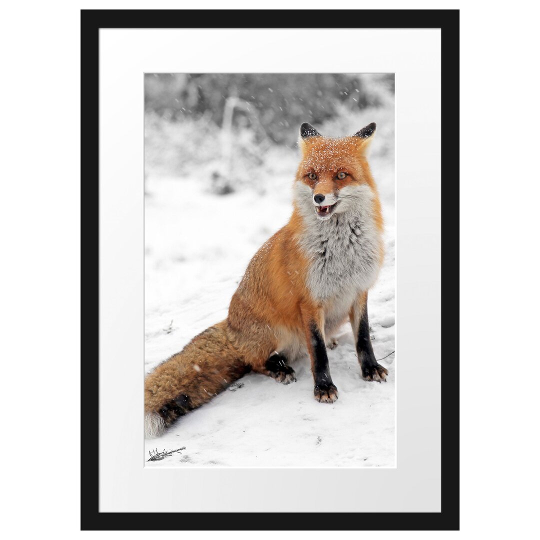 Gerahmtes Poster Angespannter Fuchs im Schnee