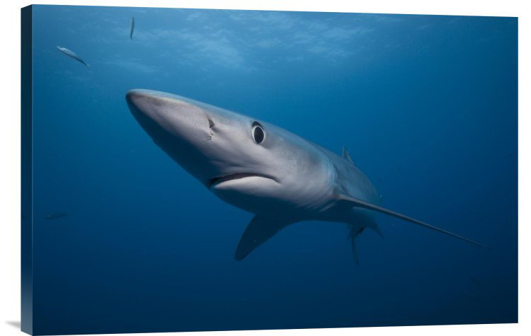 " Blue Shark ", 16" H x 24" W x 1.5" D