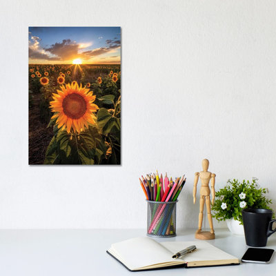 Sunset Sky Over Sunset Flower Field In Colorado by Daniel Forster - Gallery-Wrapped Canvas Giclée on Canvas