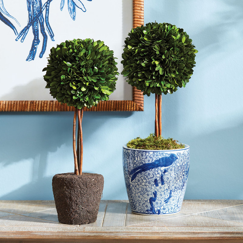 Alby Faux Boxwood Topiary in Planter, 16" H x 6.5" W x 6.5" D