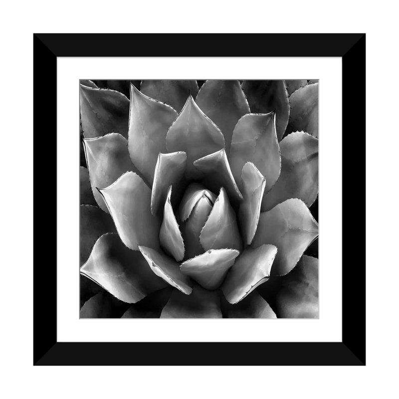 «Succulent II», impression sur toile, H 16 po x l 16 po x P 1 po, Papier d'art encadré noir, Blanc