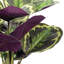 16.1 Plante
