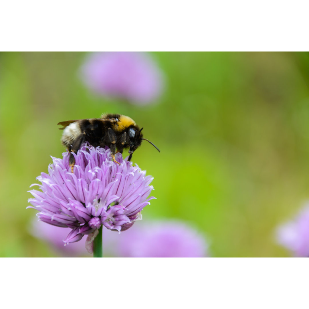 Large Fluffy Bumblebee by Ð-Ð²Ð³ÐµÐ½Ð¸Ð¹ Ð¥Ð°Ð±Ð°Ñ€Ð¾Ð² - Kunstdrucke auf Leinwand