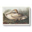 A Trumpeter Swan - Wrapped Canvas Painting-55368300