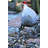 Chicken Dough Glazed Ceramic Garden Statue-1486975112