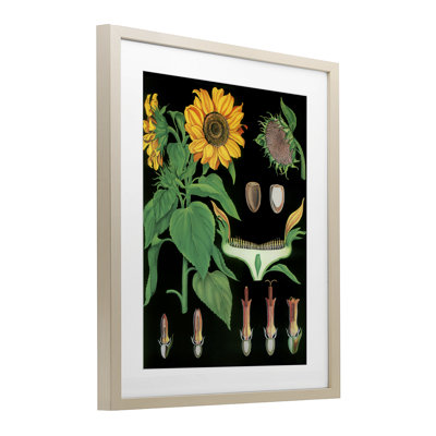 «Sunflower Bulb Ampoule», reproduction d'art encadrée sous verre, design par Vintage Hustle