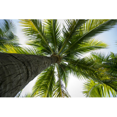 Coconut by Temeekron - Wrapped Canvas Print