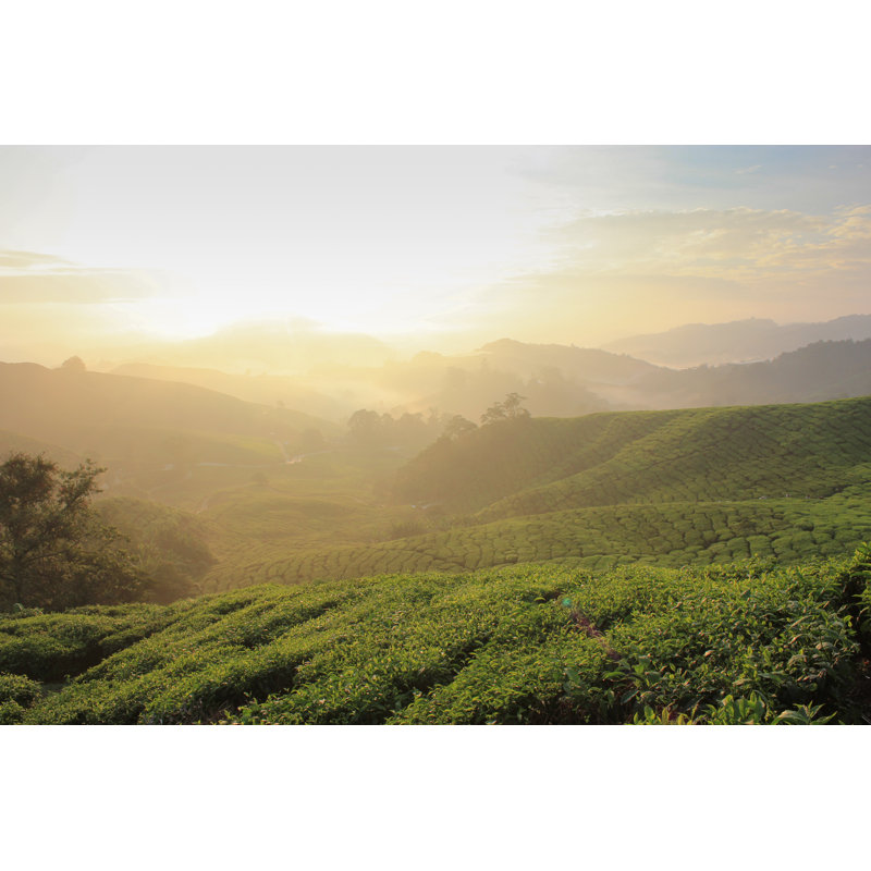 Edenborn Gold And Leaf by Artistic Operations - Wrapped Canvas Print, 30cm H x 46cm W x 3.8cm D