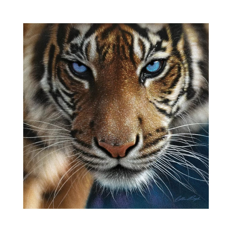 Tiger - Blue Eyes by Collin Bogle - Print on Canvas, Wrapped Canvas, 45.72 cm H x 45.72 cm W x 1.91 cm D