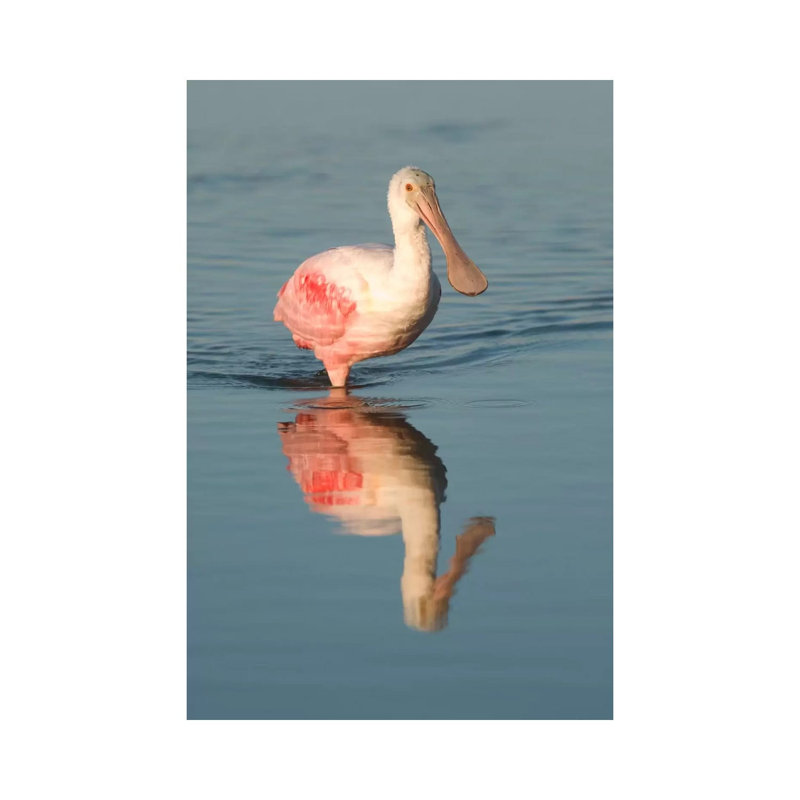 Roseate Spoonbill Wading, Fort Myers Beach, Florida by Steve Gettle - Wrapped Canvas Print, 20.32 cm H x 30.48 cm W