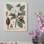 «Magnolia Botanical Print», art mural encadré en bois 16 po x 20 po
