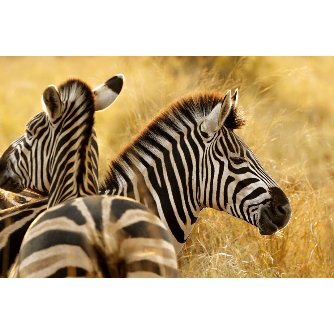 Leinwandbild Zebra Stripes African Safari Animals Wildlife Savanna Burchells Nature Wilderness