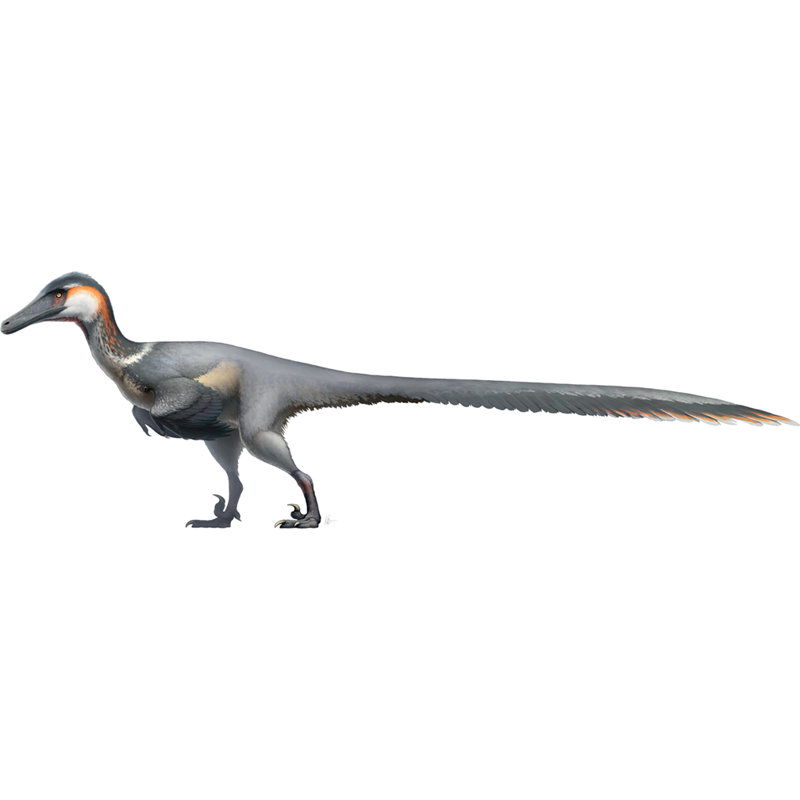 Gray and White Realistic Austroraptor Cardboard Cutout