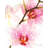 Orchid-1897931503