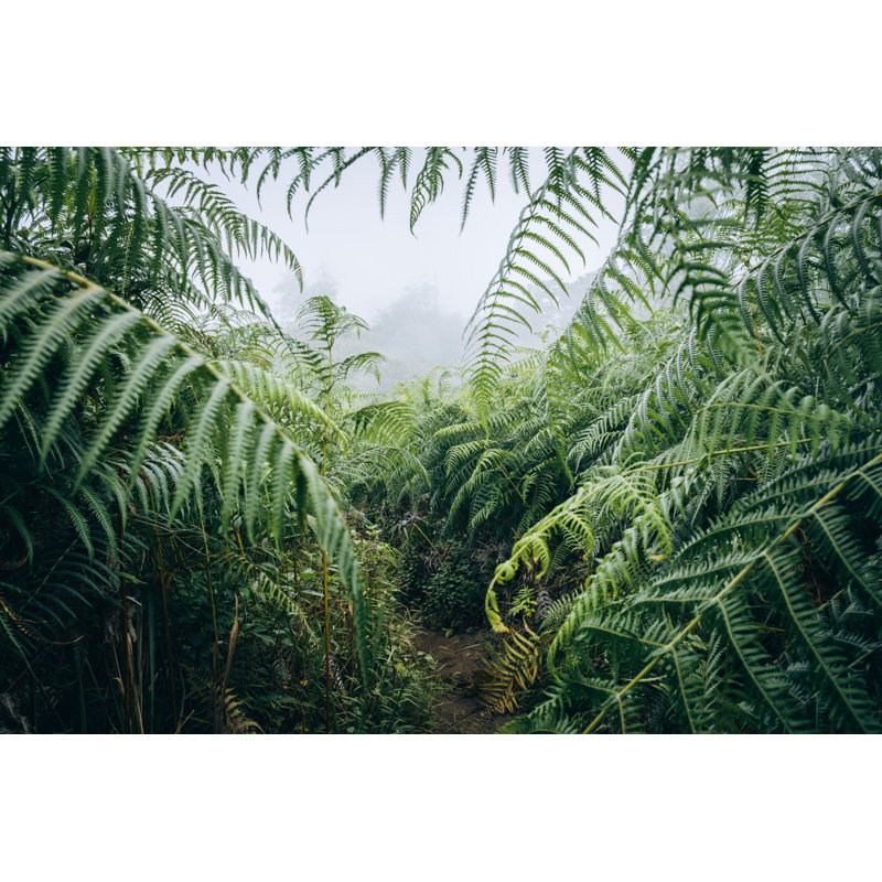 Green Forest - Wrapped Canvas Print, 30cm H x 46cm W x 3.8cm D