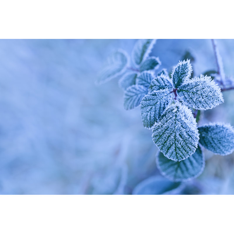 First Early Frost by DuchesseArt - Wrapped Canvas Print, 30cm H x 46cm W