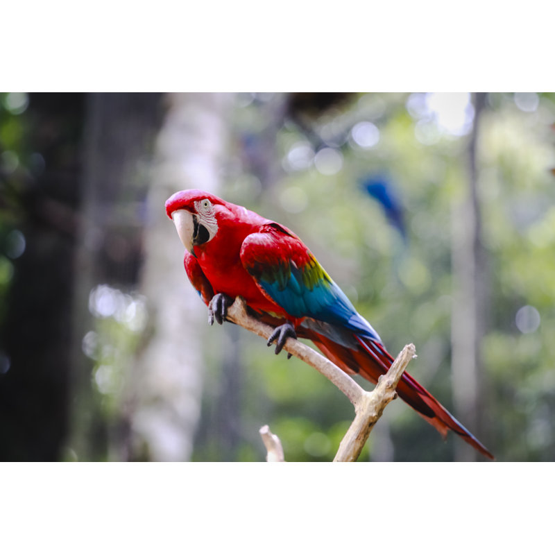 Red Macaw - Wrapped Canvas Print, 30cm H x 46cm W
