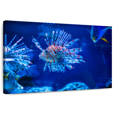 Brampt Aquarium Lionfish