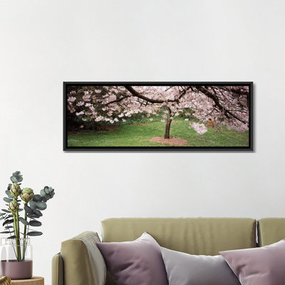 " Cherry Blossom Tree in a Park, Golden Gate Park, San Francisco, California " Print