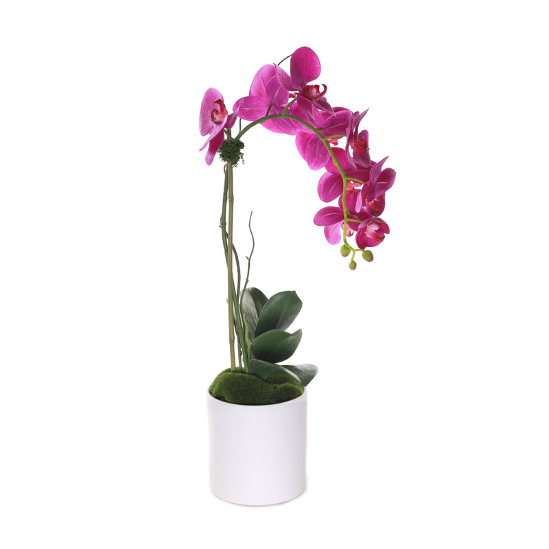 Arrangement d'orchidées