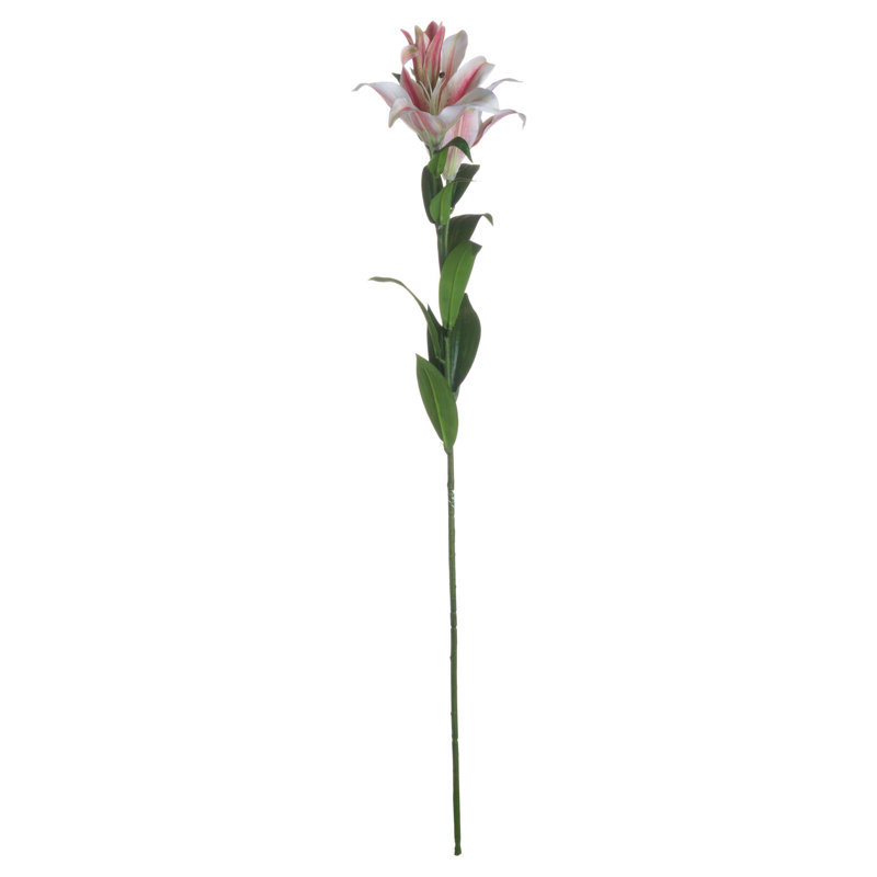 Anastasija Arrangement