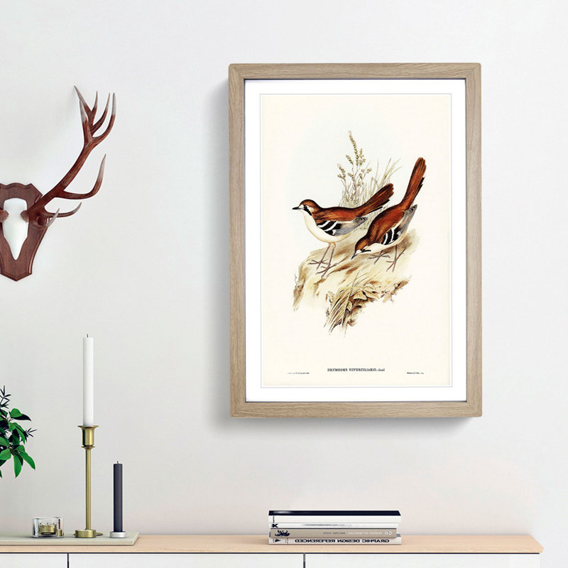Eastern Scrub-Robin Birds by Elizabeth Gould - Picture Frame Graphic Art Print, Oak Framed, 65cm H x 48cm W x 2cm D