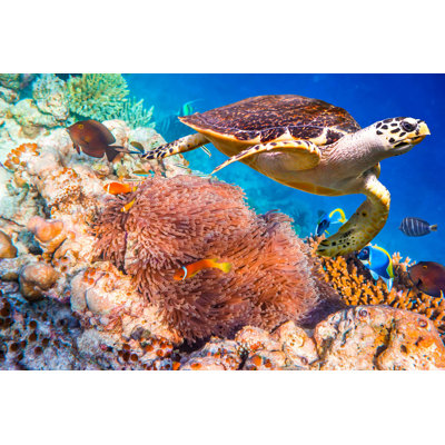 " Hawksbill Turtle " by Cookelma