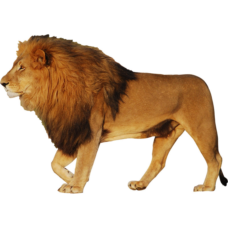 Décalcomanie murale pour animaux lion africain, H 20 po x l 30 po x P 0,01 po