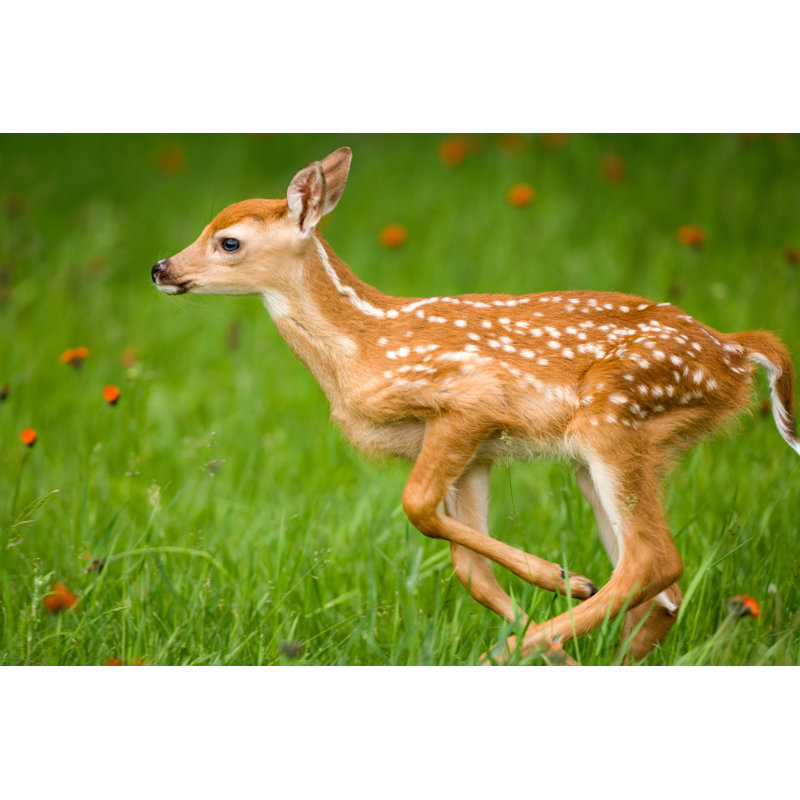 Running Deer With Spots by Jimkruger - No Frame Art Prints on Canvas, 51cm H x 76cm W