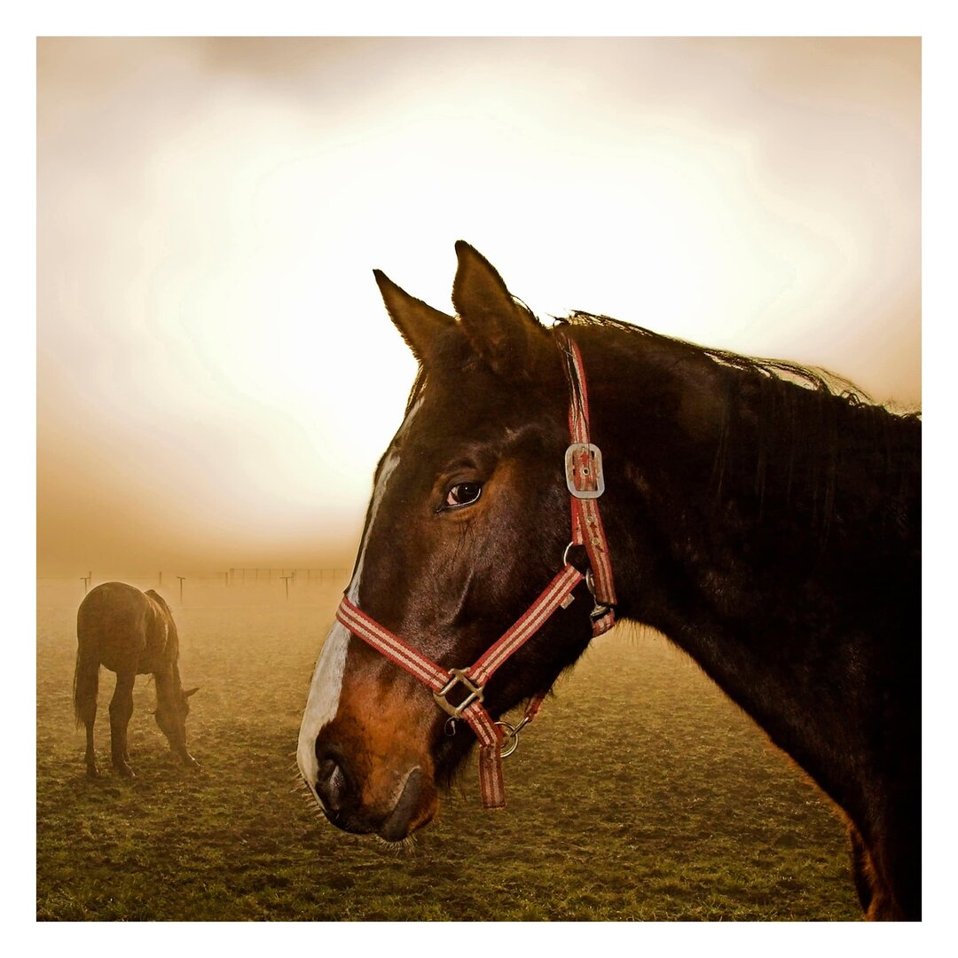 Strukturierte Fototapete Early Horse 2,88 m x 288 cm