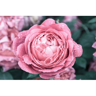 " Fresh Blooming Peony " by Pogrebkov