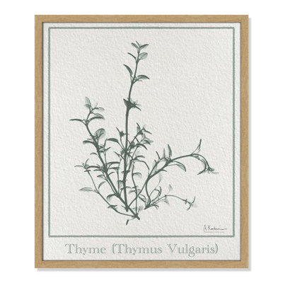 Jeanette "Thymus Vulgaris" Print
