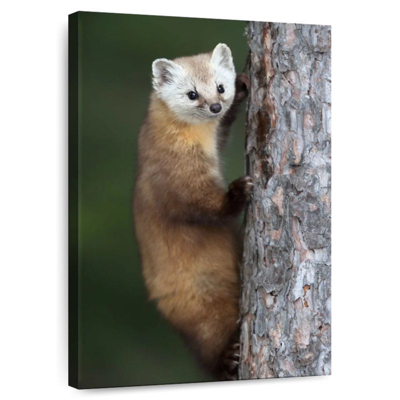 Brampt Wild American Marten, 30" H x 20" W