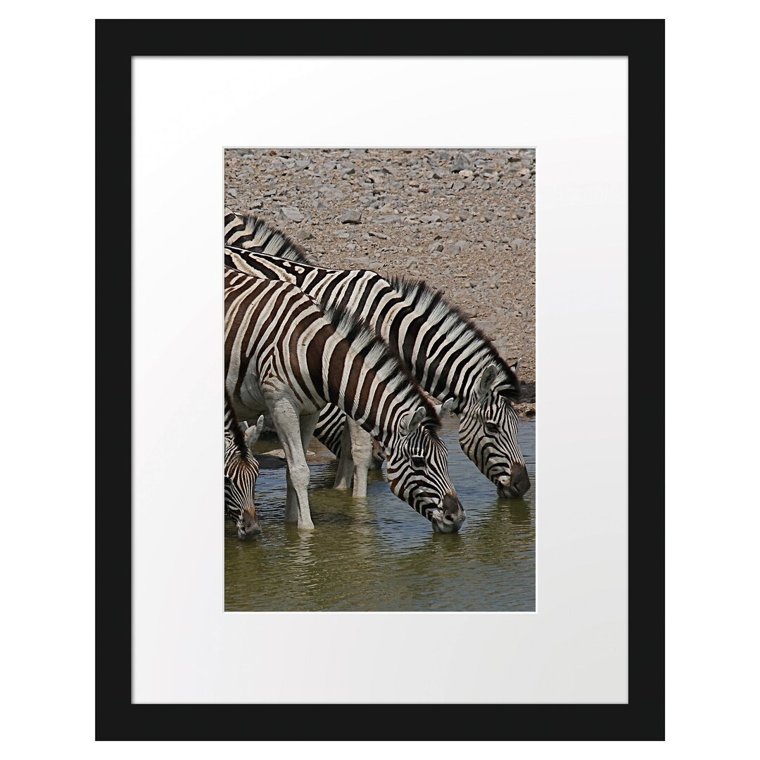 Gerahmtes Poster Zebraherde an einem Wasserloch