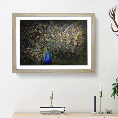 Peacock with Outstretched Feathers - Framed Print