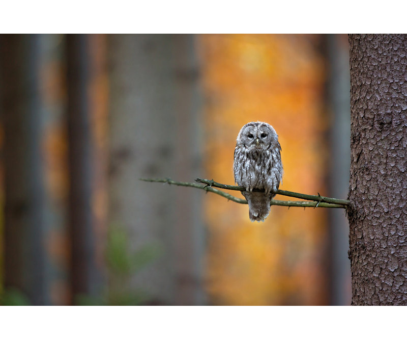 Wrapped Canvas Print, 50.8 cm H x 76.2 cm W