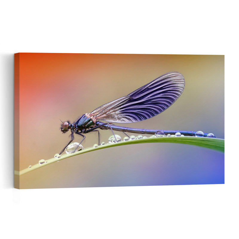 Jeweled Damselfly Morning Colorful Peaceful Vibrant Dragonfly Nature Summer Wall Art Print by Fabrizio Daminelli - Print