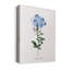 «Cape Leadwort», reproduction d'art graphique sur toile tendue-24930223