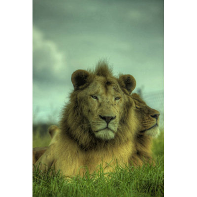 Animals Non-Wall Damaging Wall Decal