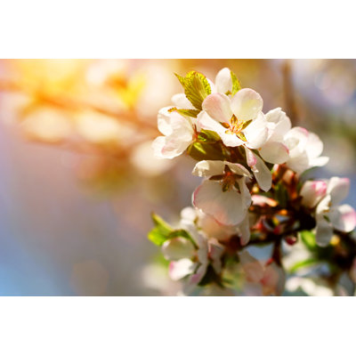 Blooming Cherry At Sunset - Wrapped Canvas Print