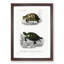 Tortoise & Turtle Illustrations PL. 1 by Charles d' Orbigny - Picture Frame Painting Print-55610908-55610911