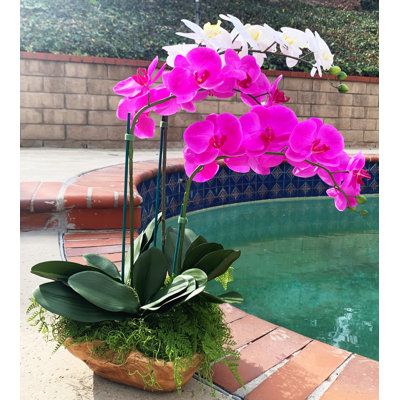 Orchidées florales