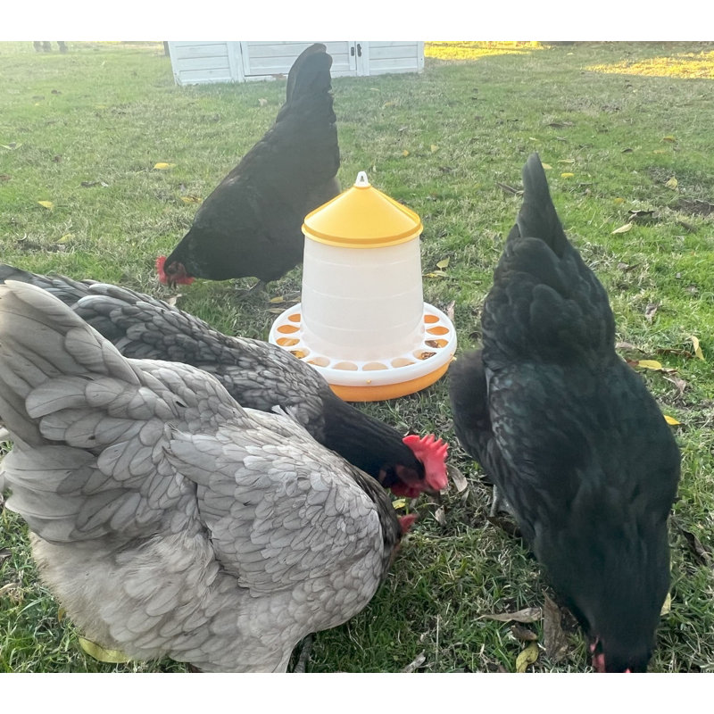 Mangeoire à poulet Bio, 8 lb