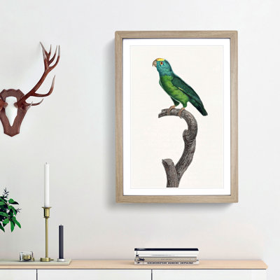 Tui Parakeet by F. Levaillant - Framed Print