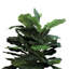 Organic Modern Faux Fiddle Leaf Fig Plant