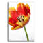 «Orange Poppy Opened Today» par Pamela Plummer-897519893