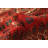 Cary Red Rug 5'7" x 8'11"