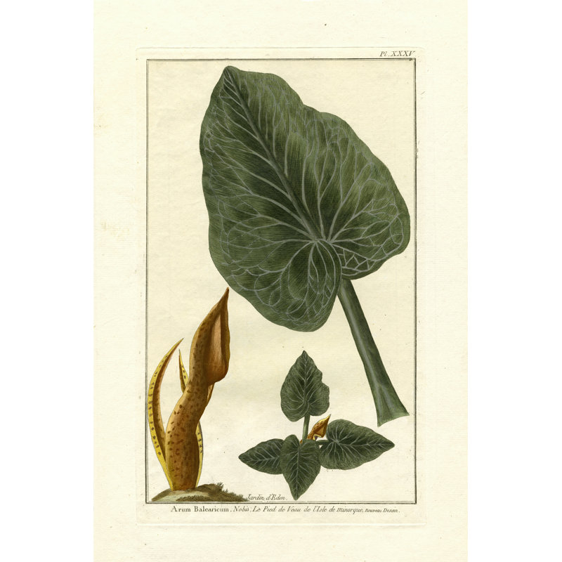 " Botanical By Buchoz (D) II " by Pierre Josep Buchoz Painting Print, 18" H x 12" W x 1.25" D