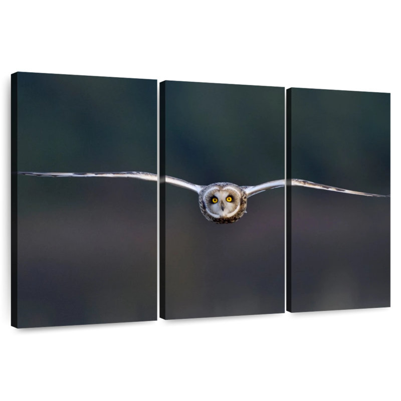 Brampt Owl Mid Air, 28" H x 45" W