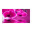 Aletra Flowers And Plants - Pink - Orchid - No Frame Print on Glass